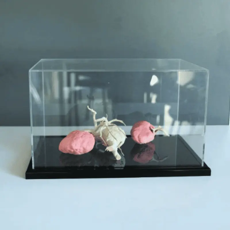 Capo de Musée en plexi Publivue